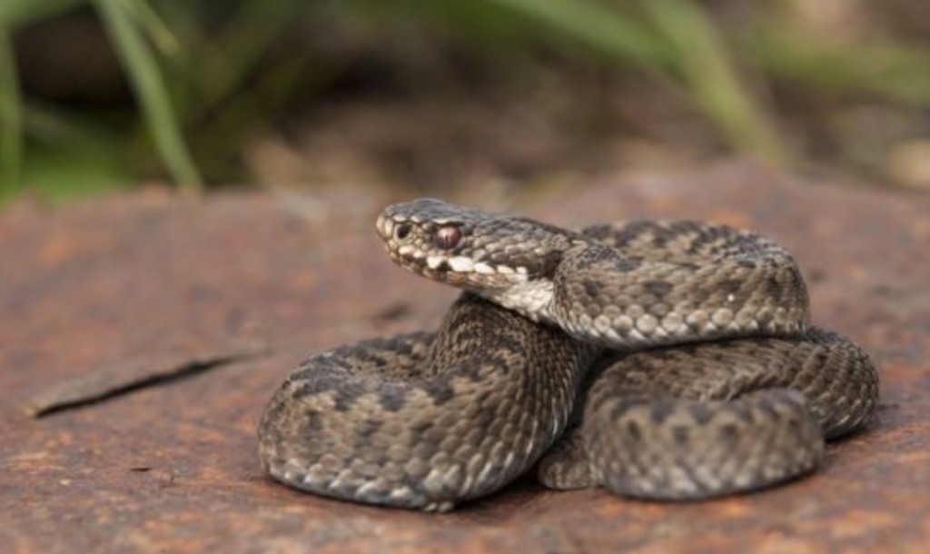 Latest News Several Adder bites recorded in North Wales. Tor Lea Training